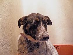Casper The Dog