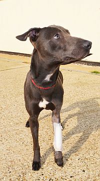 Seven Strays Dog Rescue Address Seven Strays Dog Rescue Address