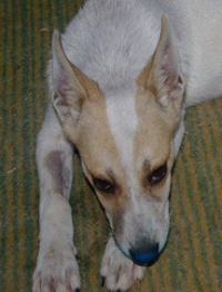 Romanian Dog Rescue Appeal