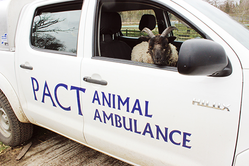 Drago the sheep in the animal ambulance