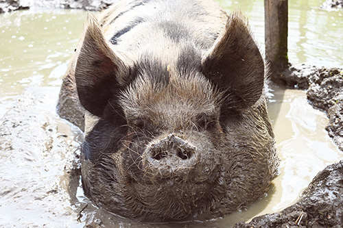 A happy rescue pig in his mud wallow 