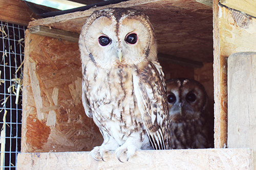 Tawny owls in nest box