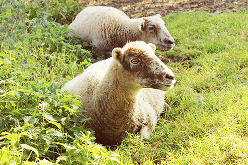 Two rescue sheep in the grass