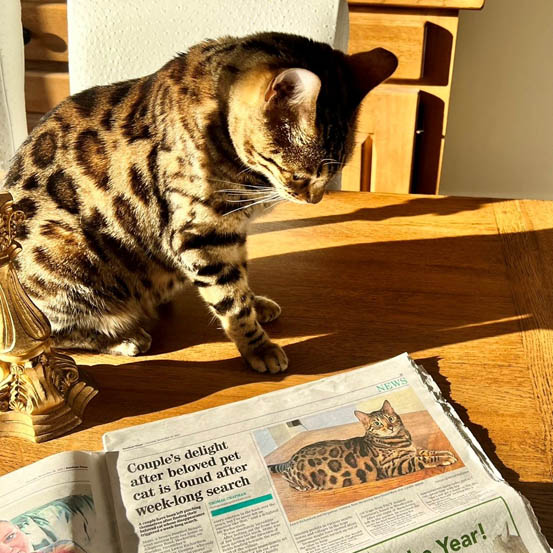 Mimi The Lost Bengal Cat