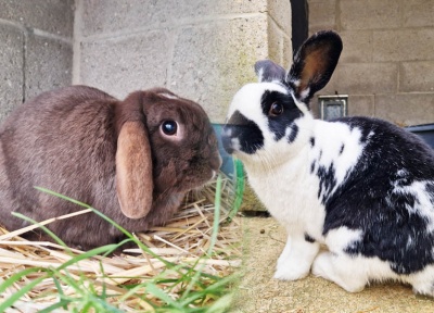 Billy & Luna