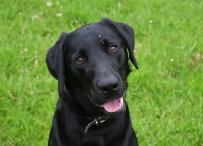 Bruce