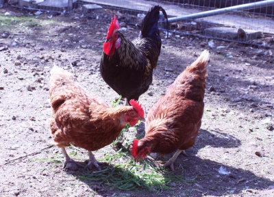 Hetty, Gloria & Captain Jack