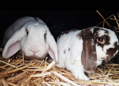 Charlie & Bluebell
