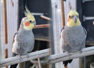 Cockatiels