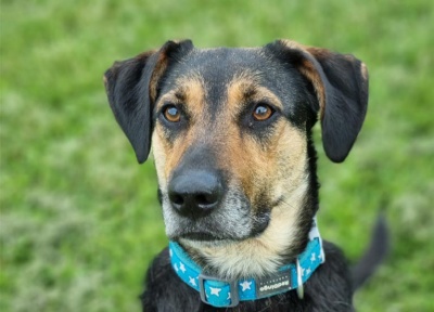 PACT Dogs For Rehoming Norfolk Norwich Dog Rescue