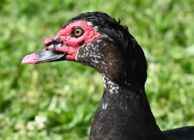 Muscovy Ducks