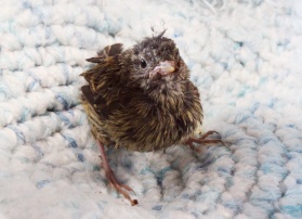 Fledglings