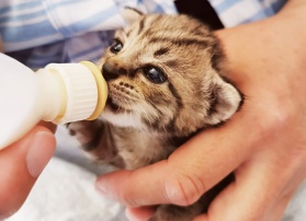 Help a Rescue Kitten
