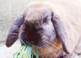 Feed a rescue rabbit