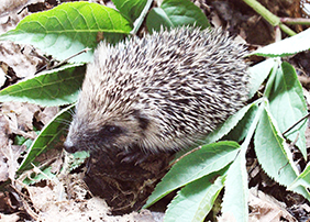 When to Help Hedgehogs