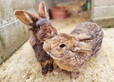 Jake & Rhubarb