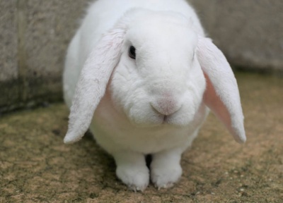 PACT - Rabbits For Rehoming PACT Animal Sanctuary