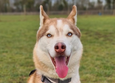Loki