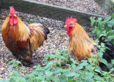 2 Bantams