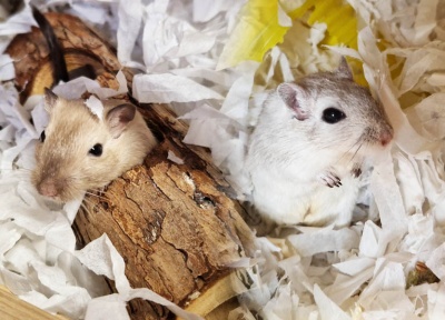 Minkie & Mimi