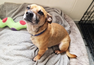 Leo, a 7 years old male Soft Coated Wheaten Terrier available for adoption from PACT Sanctuary in Norfolk