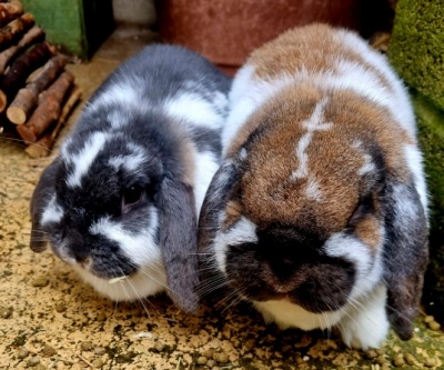PACT - Rabbits For Rehoming PACT Animal Sanctuary