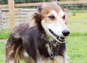 Sponsor Pippin