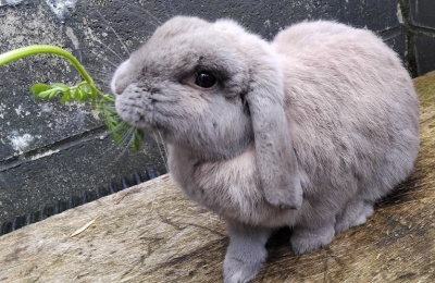 PACT - Rabbits For Rehoming PACT Animal Sanctuary