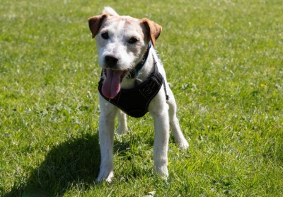Rustee, a 9 years old male Jack Russell Terrier available for adoption from PACT Sanctuary in Norfolk