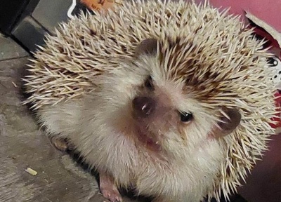 Sonic