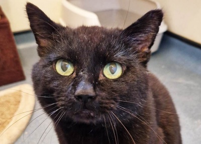Sooty