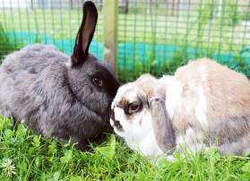 Support our rabbit village