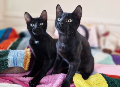 Totoro & Jiji
