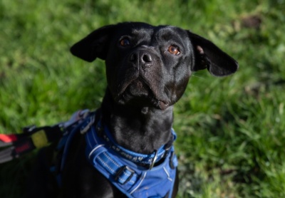 Ajax, a 3 years old male Staffordshire Bull Terrier available for adoption from PACT Sanctuary in Norfolk