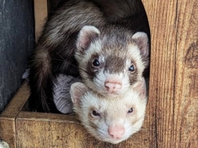 Bo and Burnham