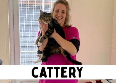 Cattery