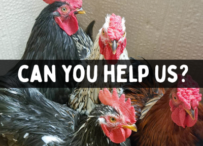 Fundraising for new chicken enclosures