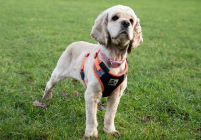 Disney, a 6 years old female Cocker Spaniel available for adoption from PACT Sanctuary in Norfolk