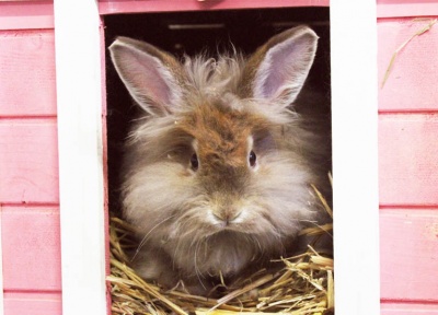 PACT - Rabbits For Rehoming PACT Animal Sanctuary