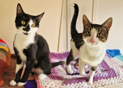 Frankie & Oreo