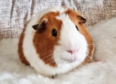 Ginger