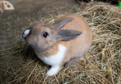 Sdf Rabbit PACT - Rabbits For Rehoming PACT Animal Sanctuary