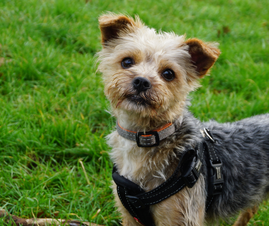 Dog rescue centres best sale yorkshire