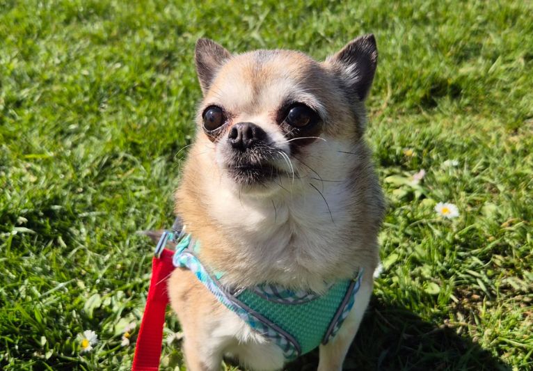 Buddy, a 9 years old male Chihuahua available for adoption from PACT Sanctuary in Norfolk
