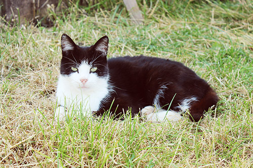 PACT - Feral cats, animal sanctuary 