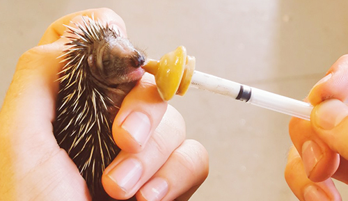 Baby hedgehog being hand fed