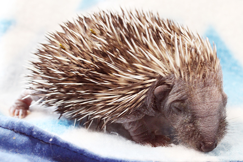 Baby hedgehog asleep