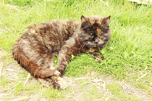 Pact Feral Cats Animal Sanctuary Rehome Rescue Cats Feral Cat