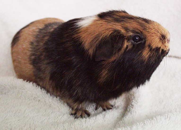 Guinea pig requirements