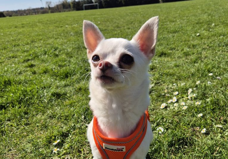 Rocky, a 10 years old male Chihuahua available for adoption from PACT Sanctuary in Norfolk